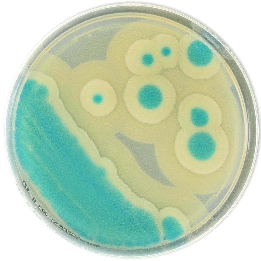 Chromatic Bacillus cereus - Kormay Biomedicals store