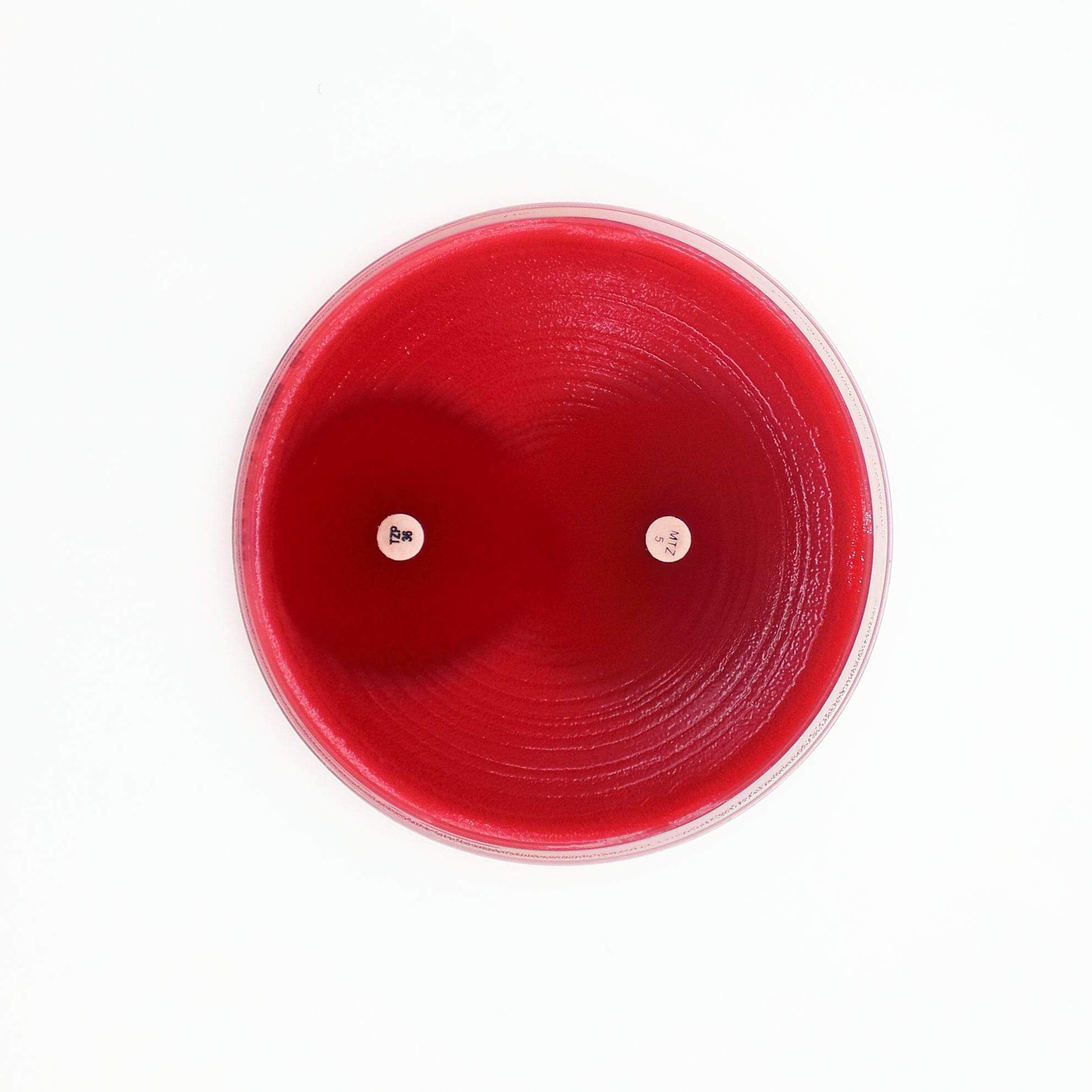 Fastidious Anaerobe Agar - Kormay Biomedicals store