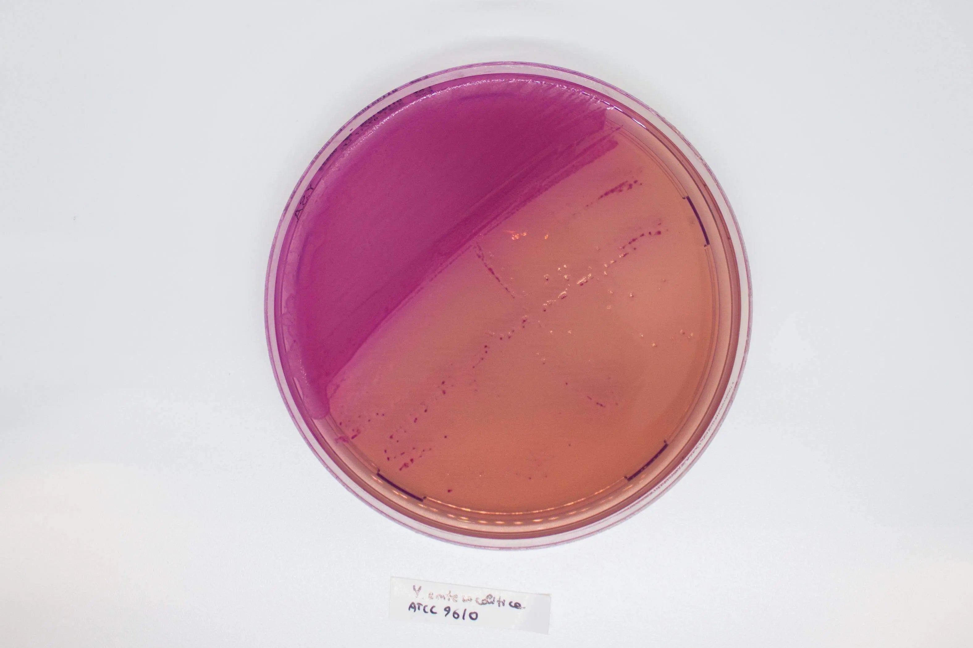 YERSINIA Selective Agar - Kormay Biomedicals store