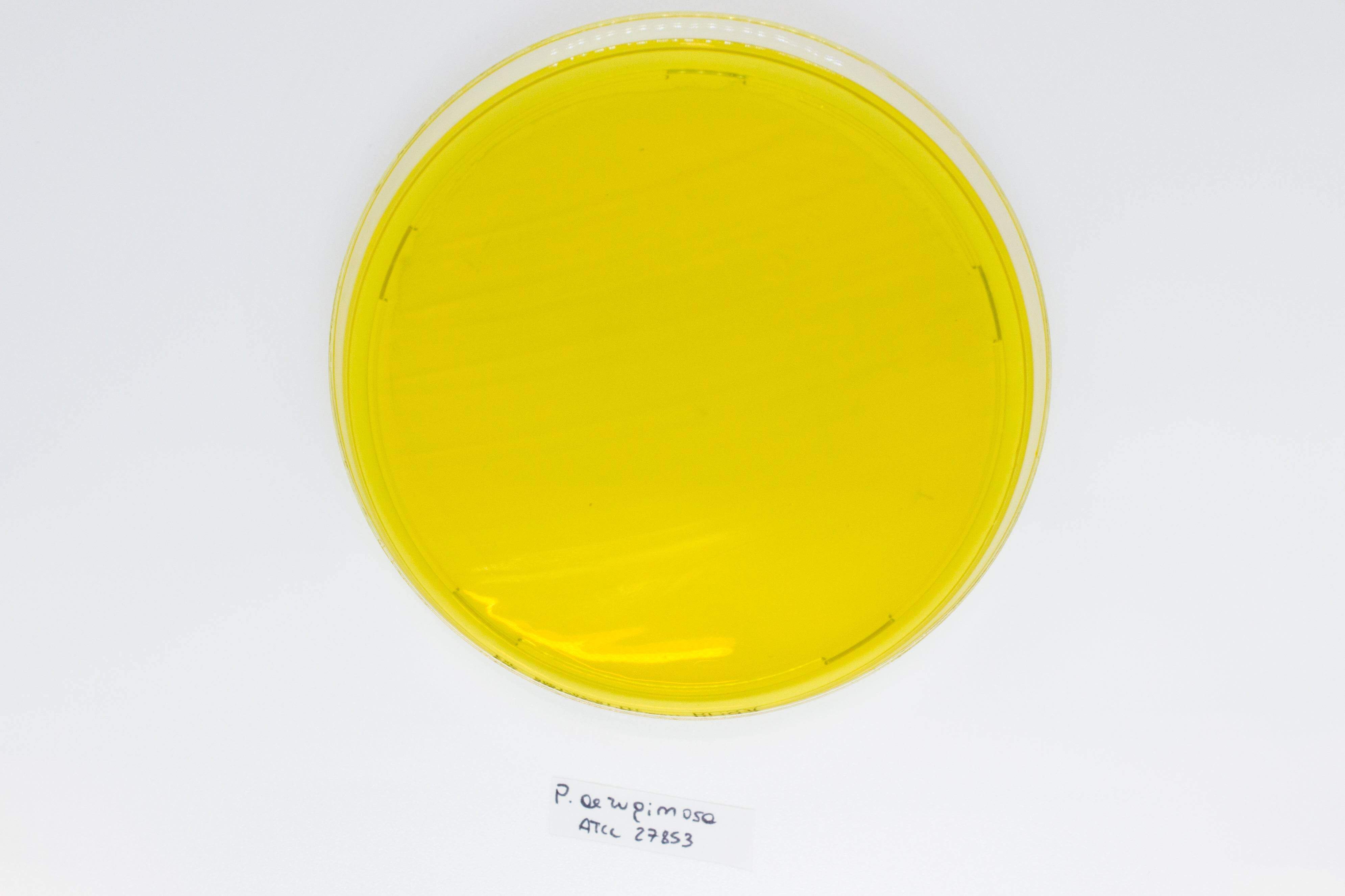 BURKHOLDERIA cepacia Selective Agar(BCSA) - Kormay Biomedicals store