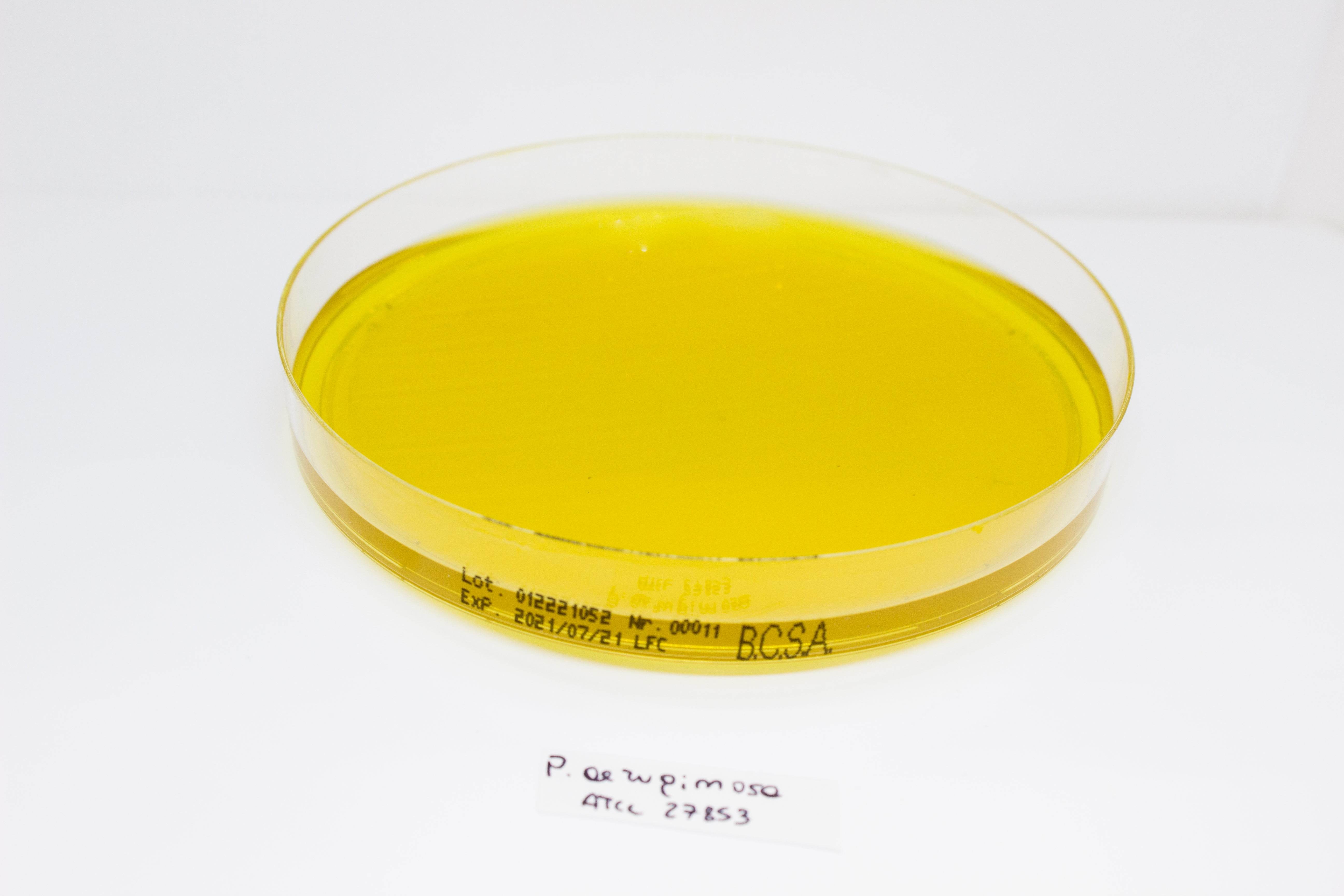 BURKHOLDERIA cepacia Selective Agar(BCSA) - Kormay Biomedicals store