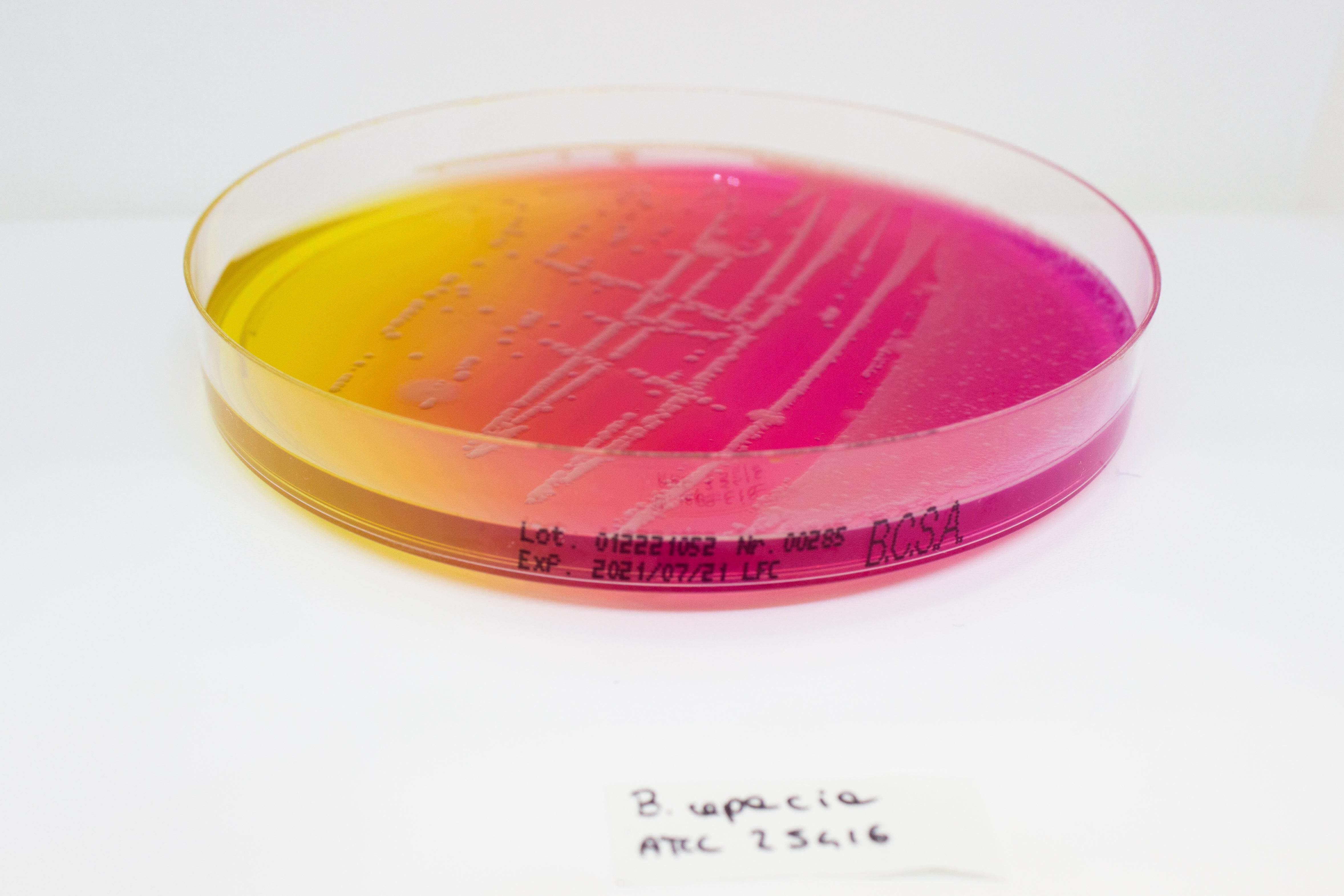 BURKHOLDERIA cepacia Selective Agar(BCSA) - Kormay Biomedicals store