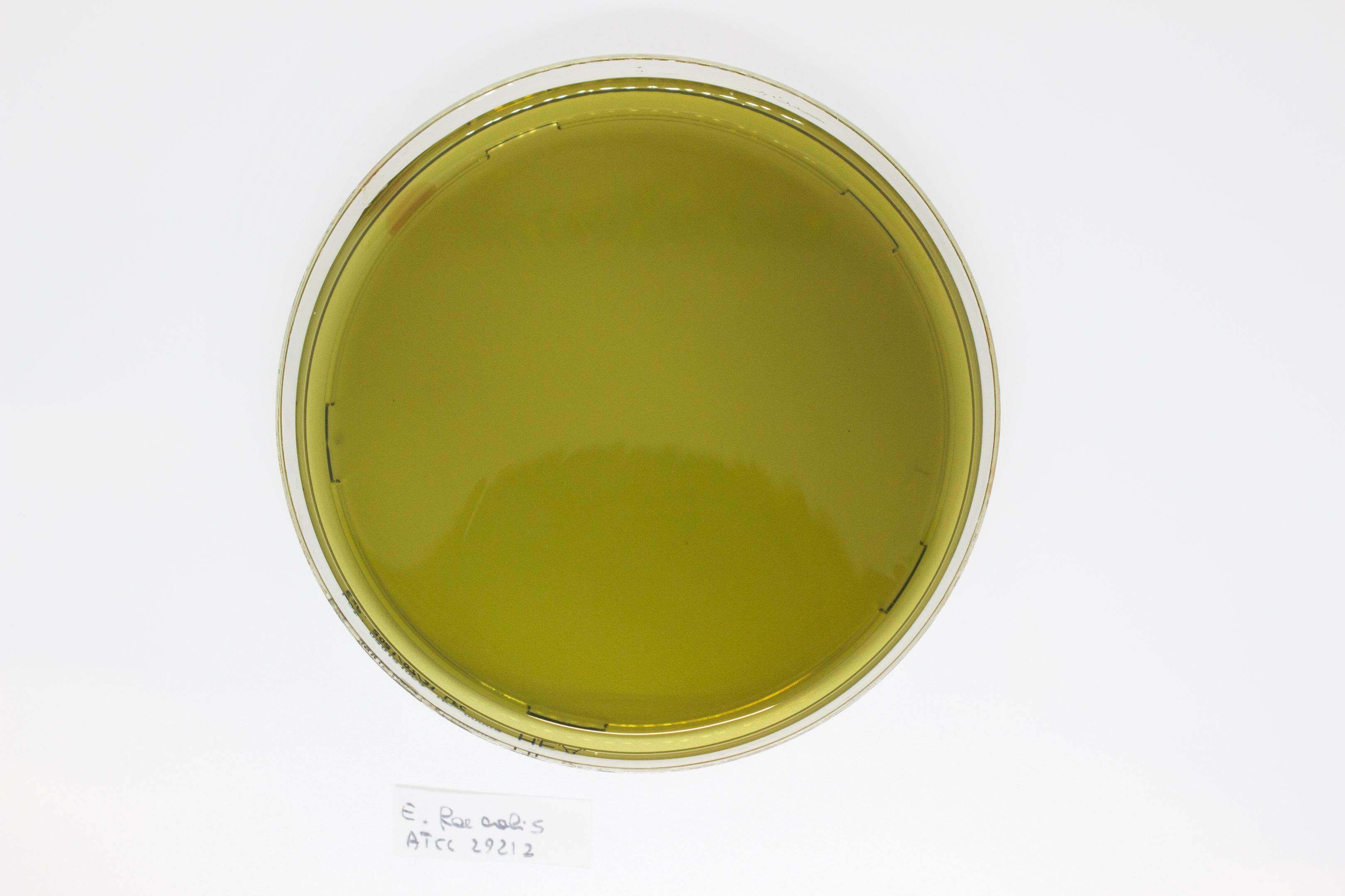 Hektoen Enteric Agar - Kormay Biomedicals store