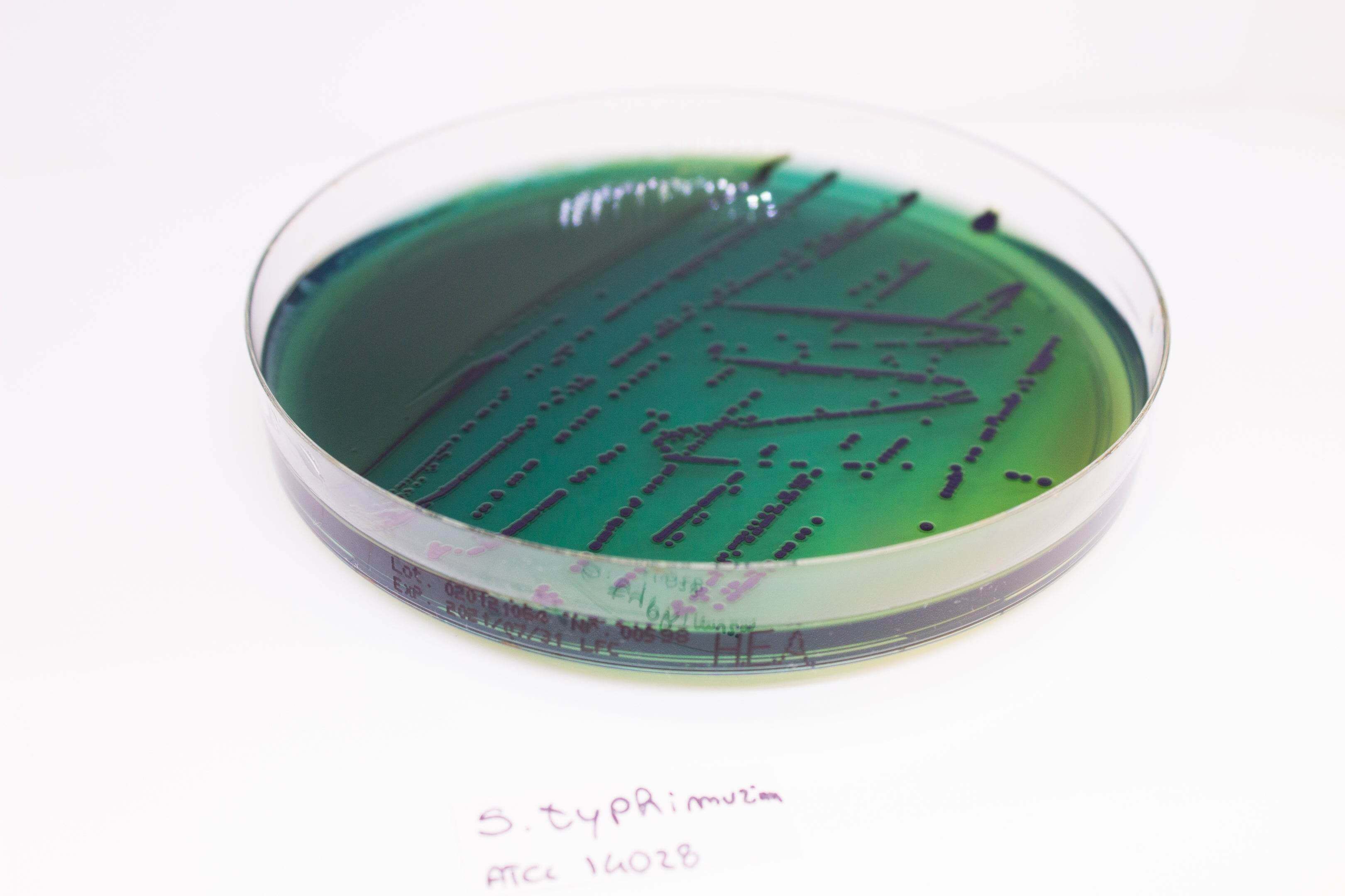 Hektoen Enteric Agar - Kormay Biomedicals store