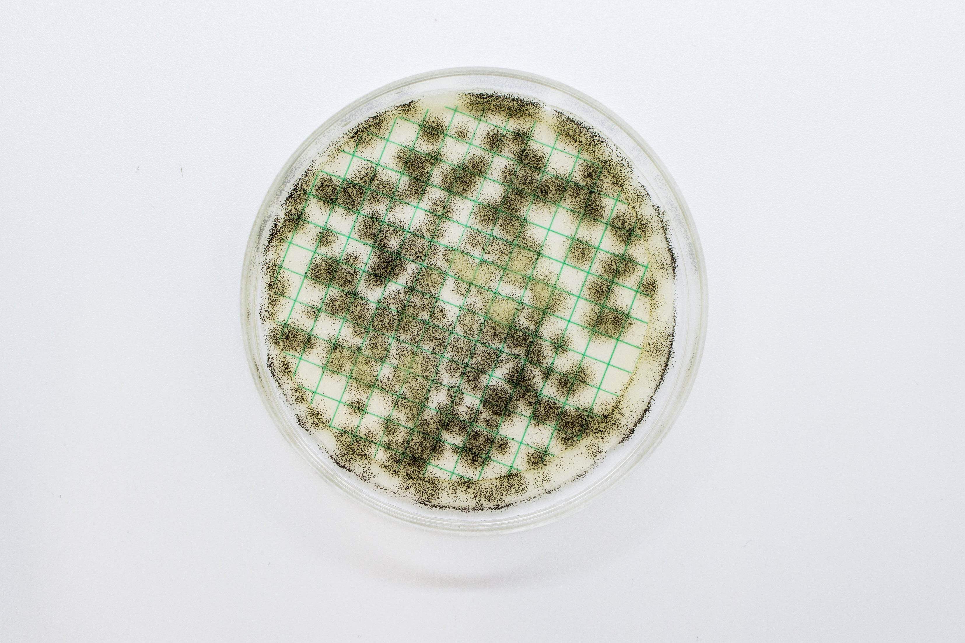 Easy Dry Orange Serum - Kormay Biomedicals store