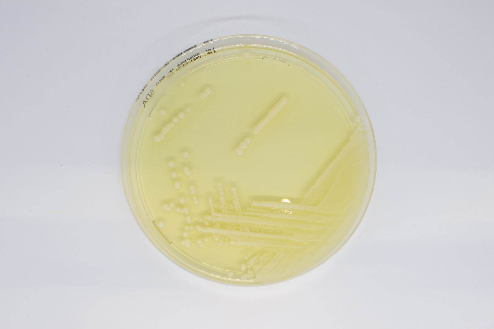 Sabouraud Dextrose Agar ready-to-use plates - Kormay Biomedicals store