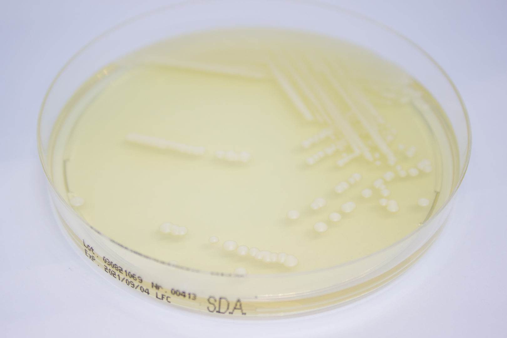 Sabouraud Dextrose Agar ready-to-use plates - Kormay Biomedicals store