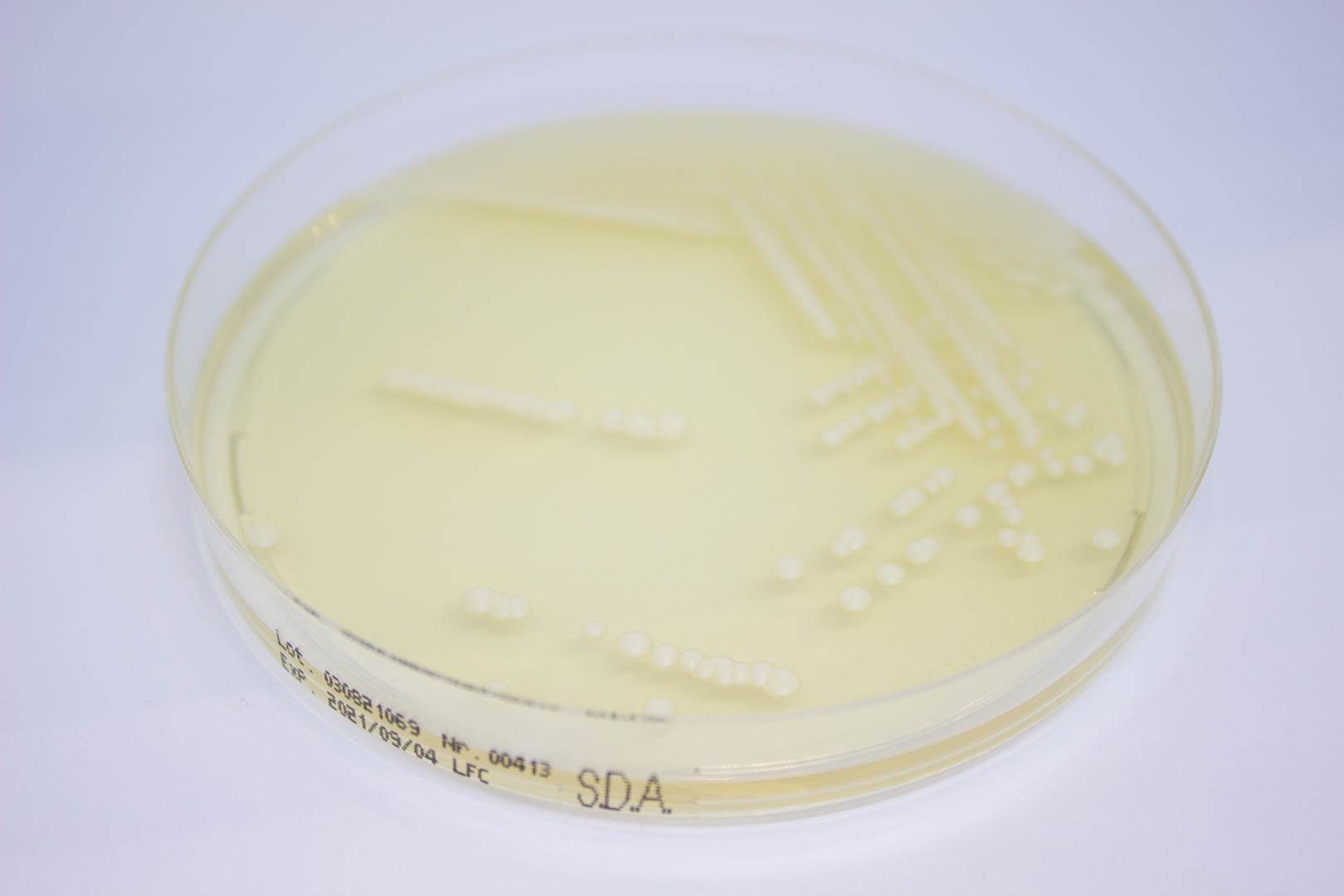 Sabouraud Dextrose Agar ready-to-use plates - Kormay Biomedicals store