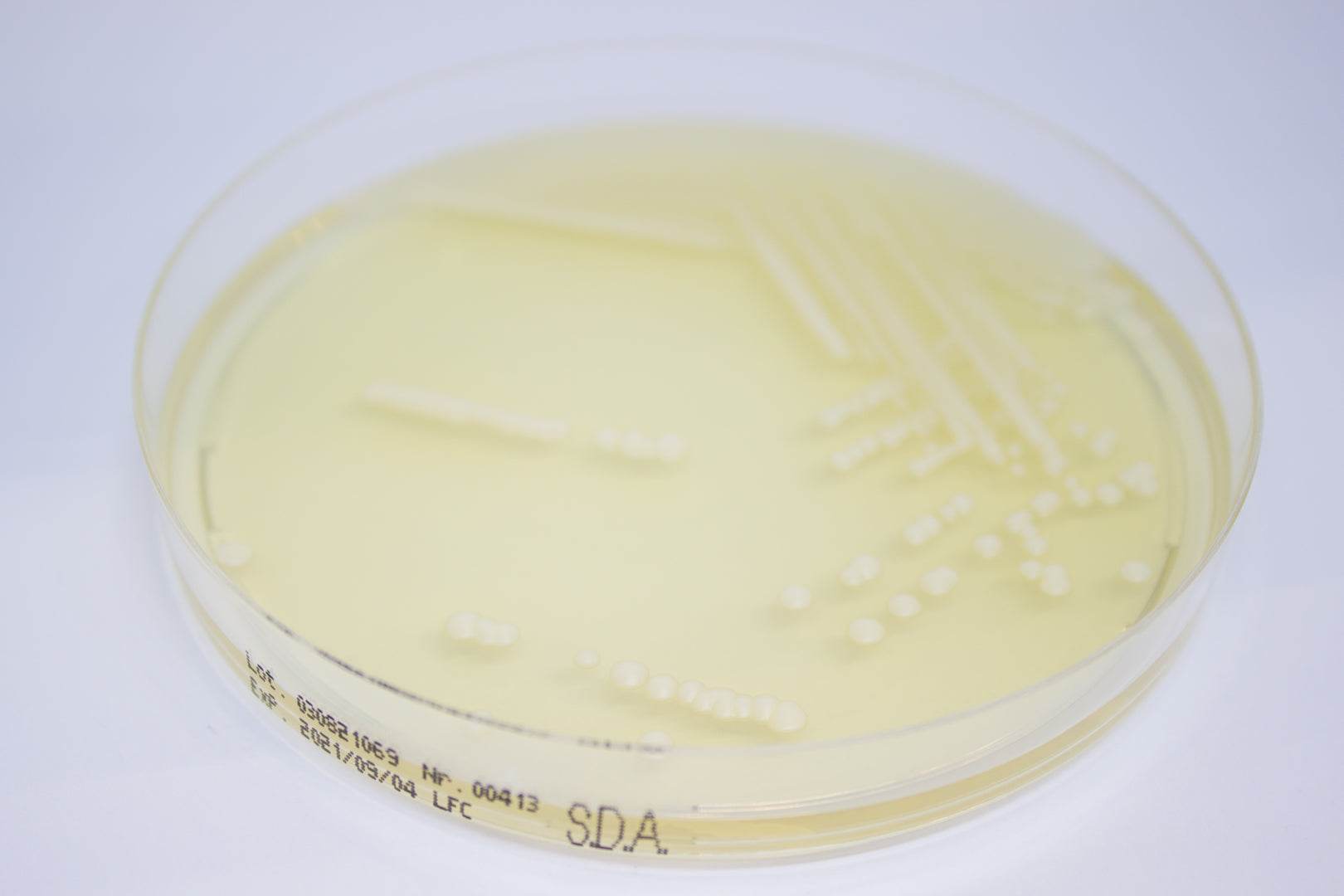 Sabouraud Dextrose Agar ready-to-use plates - Kormay Biomedicals store