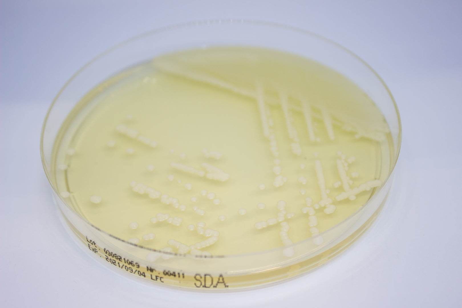 Sabouraud Dextrose Agar ready-to-use plates - Kormay Biomedicals store