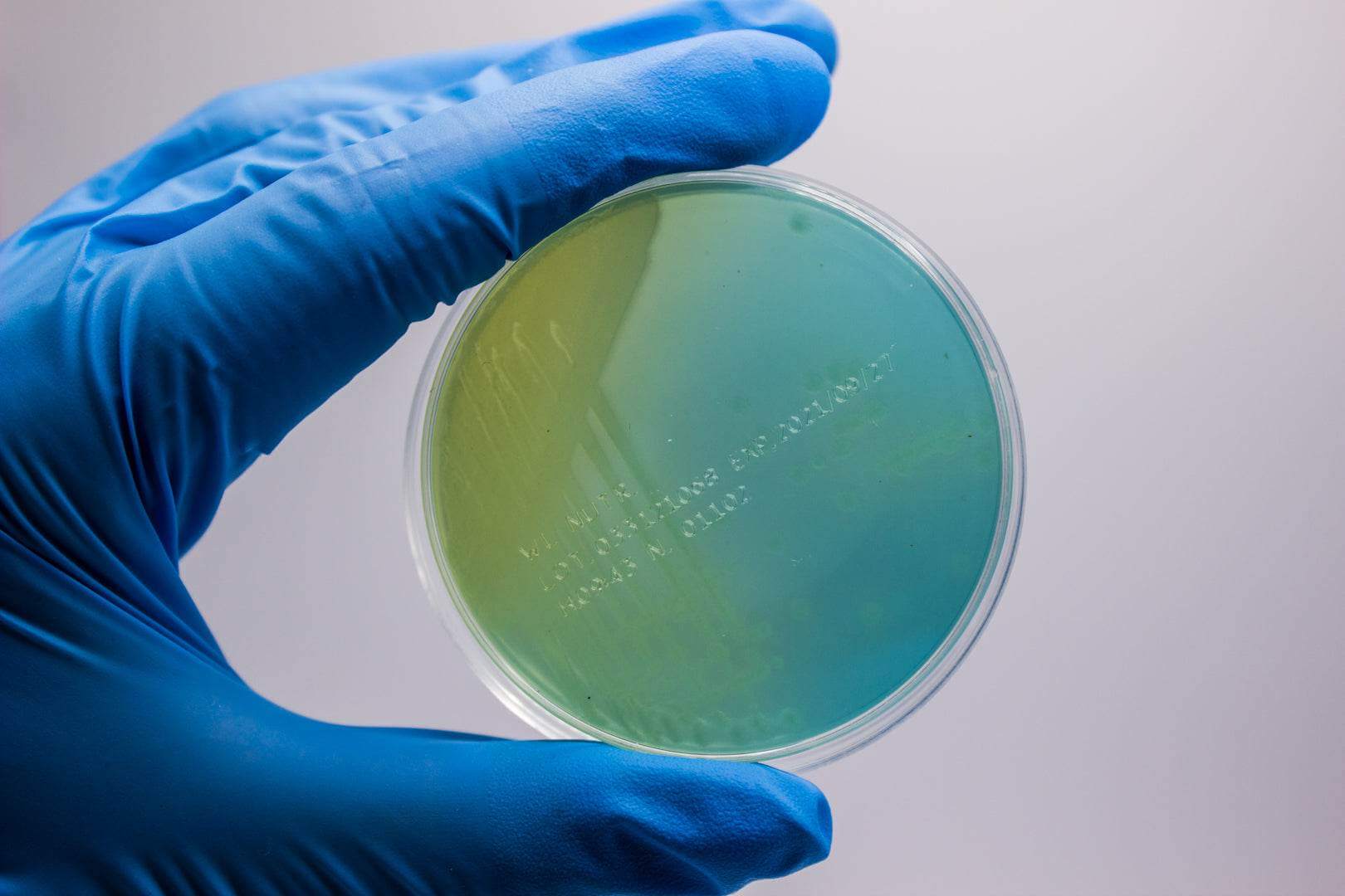 WL NUTRIENT Agar - Kormay Biomedicals store