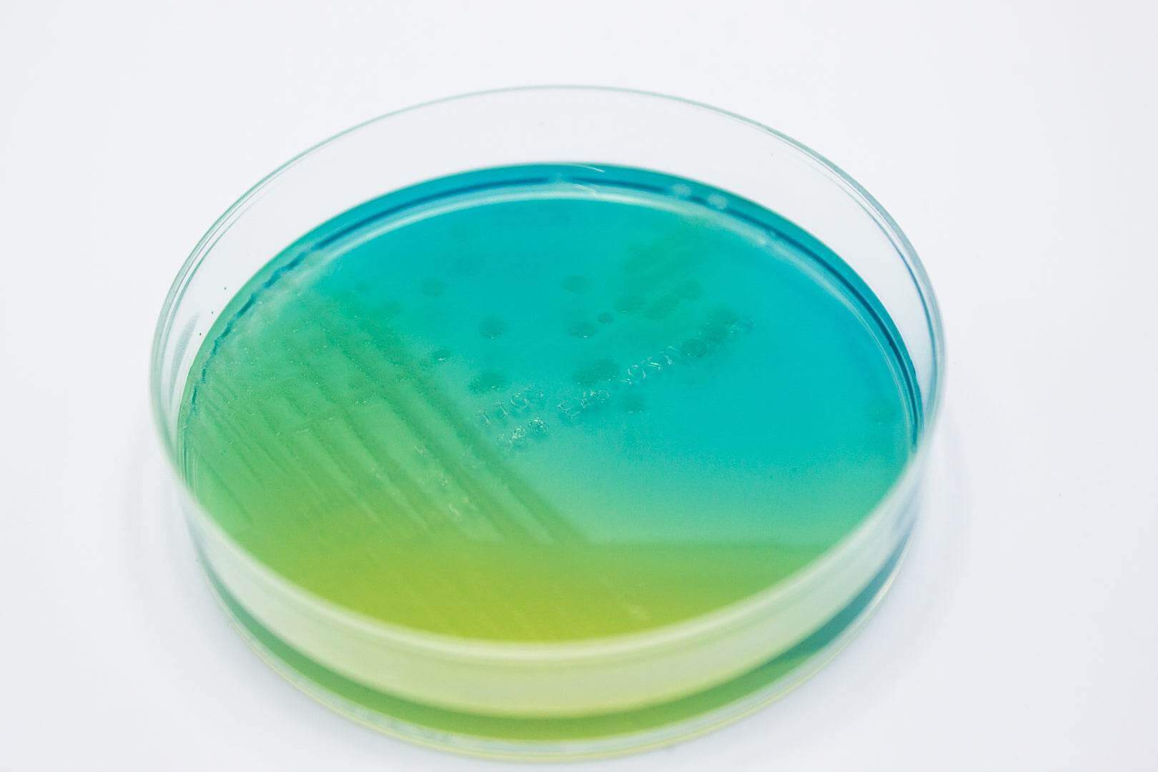 WL NUTRIENT Agar - Kormay Biomedicals store