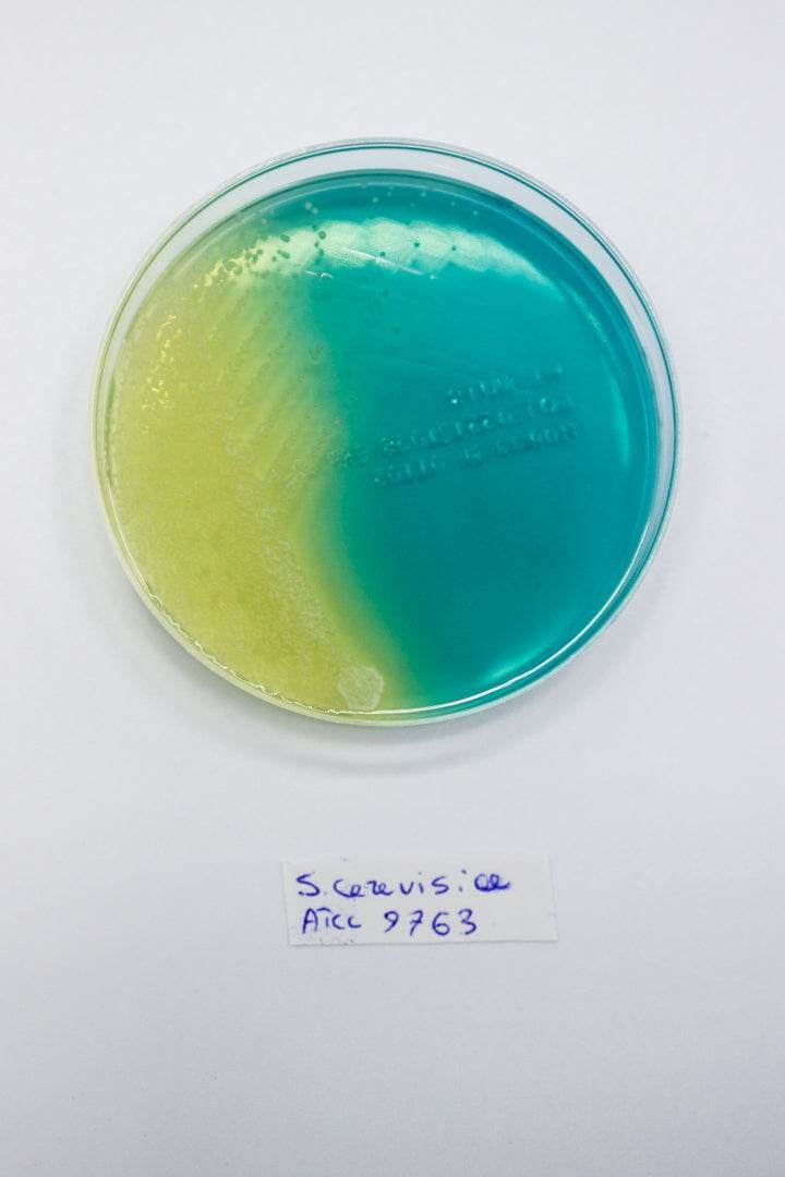 WL NUTRIENT Agar - Kormay Biomedicals store