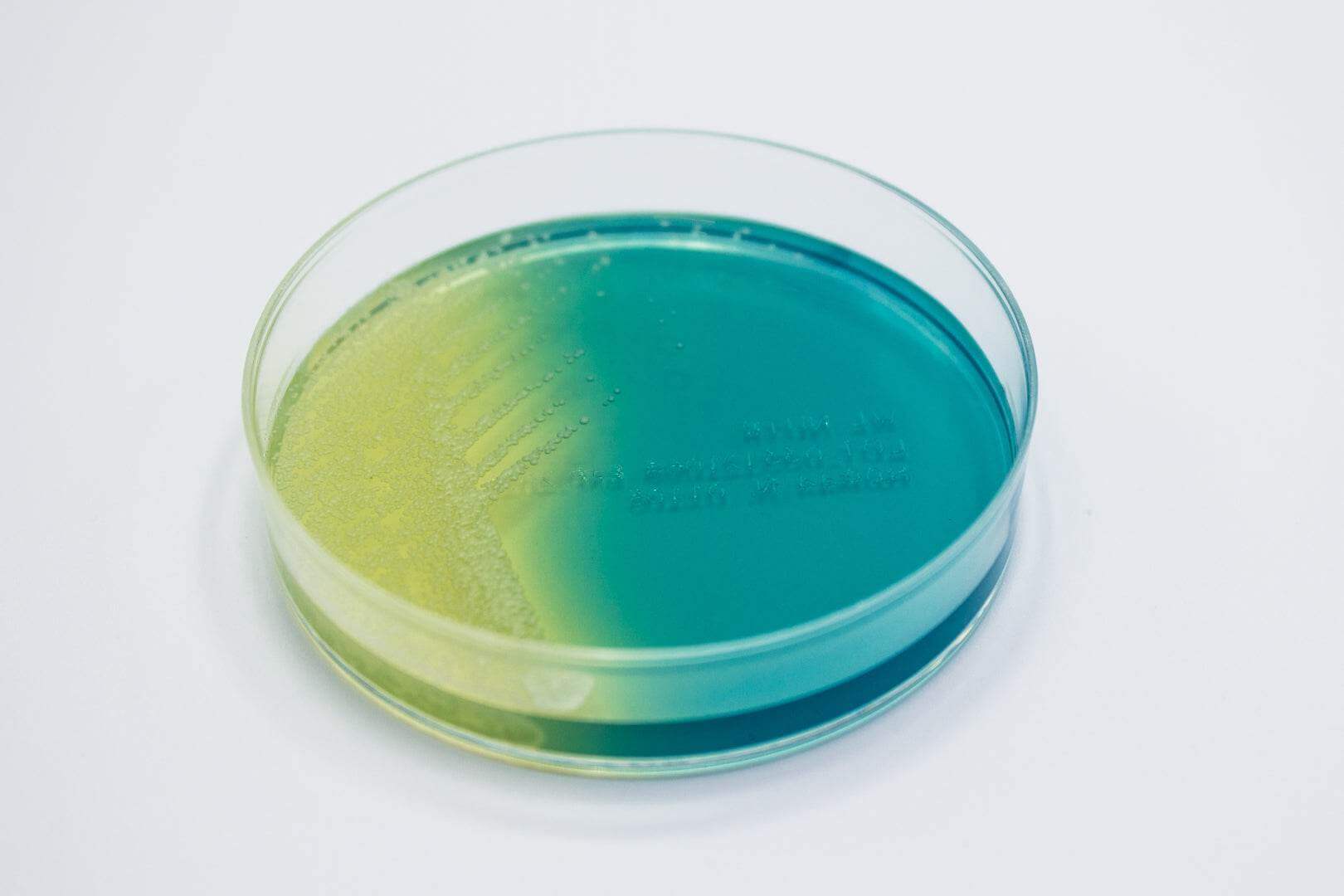 WL NUTRIENT Agar - Kormay Biomedicals store
