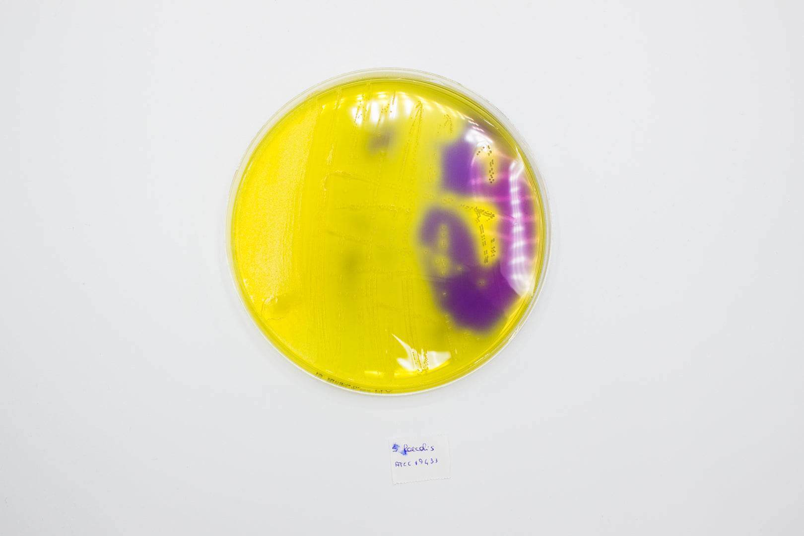 Purple Lactose Agar - Kormay Biomedicals store