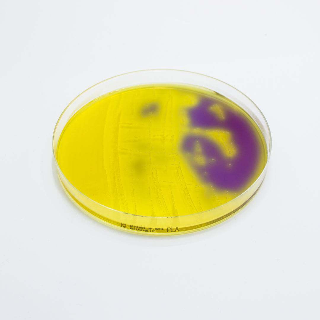 Purple Lactose Agar - Kormay Biomedicals store