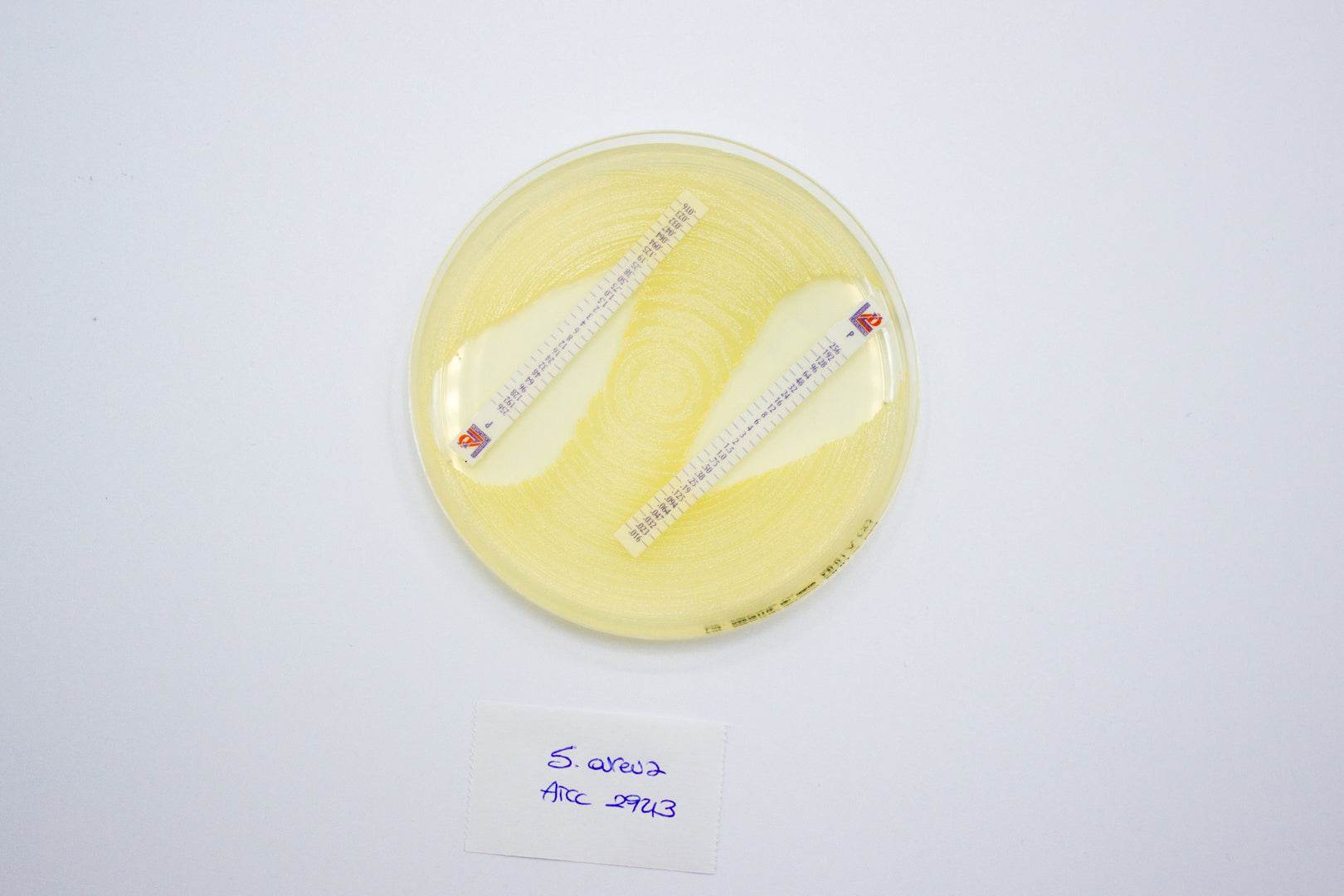 Mueller Hinton II Agar - Kormay Biomedicals store