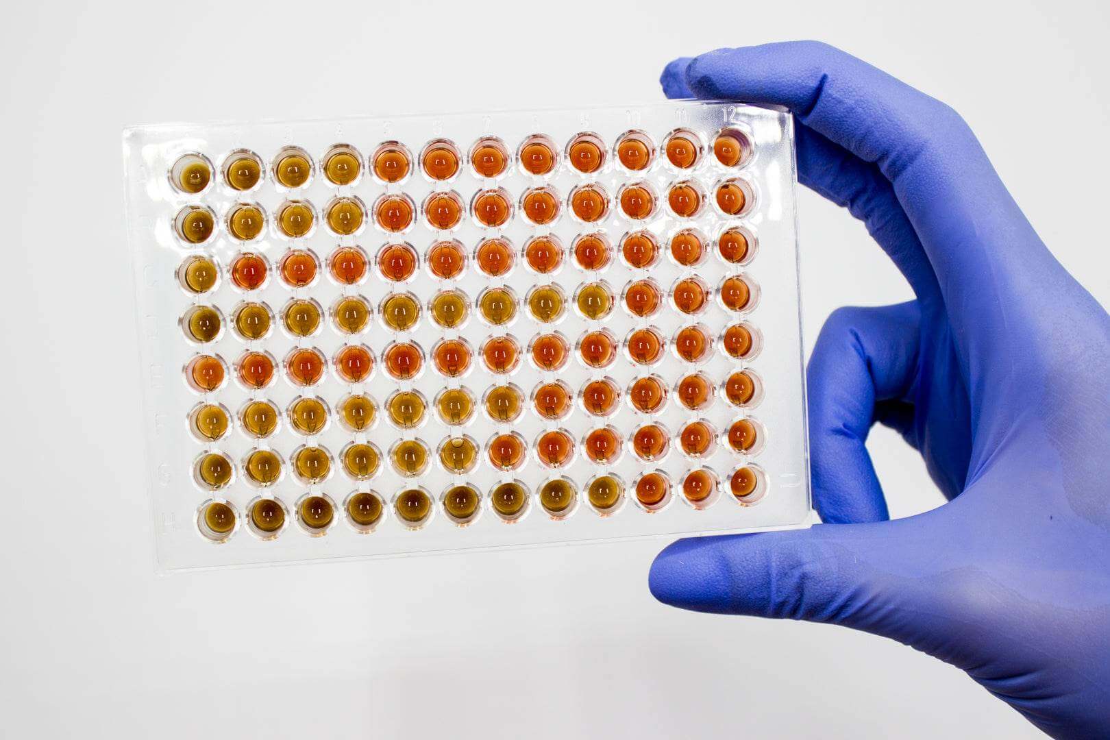 Mueller Hinton Fastidious Broth - Kormay Biomedicals store