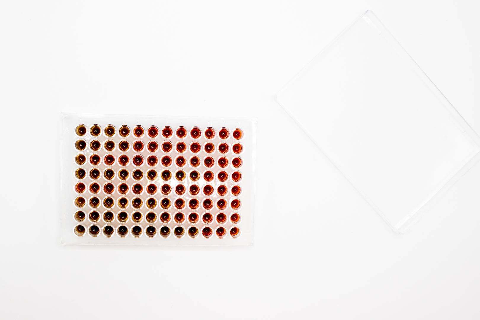 Mueller Hinton Fastidious Broth - Kormay Biomedicals store