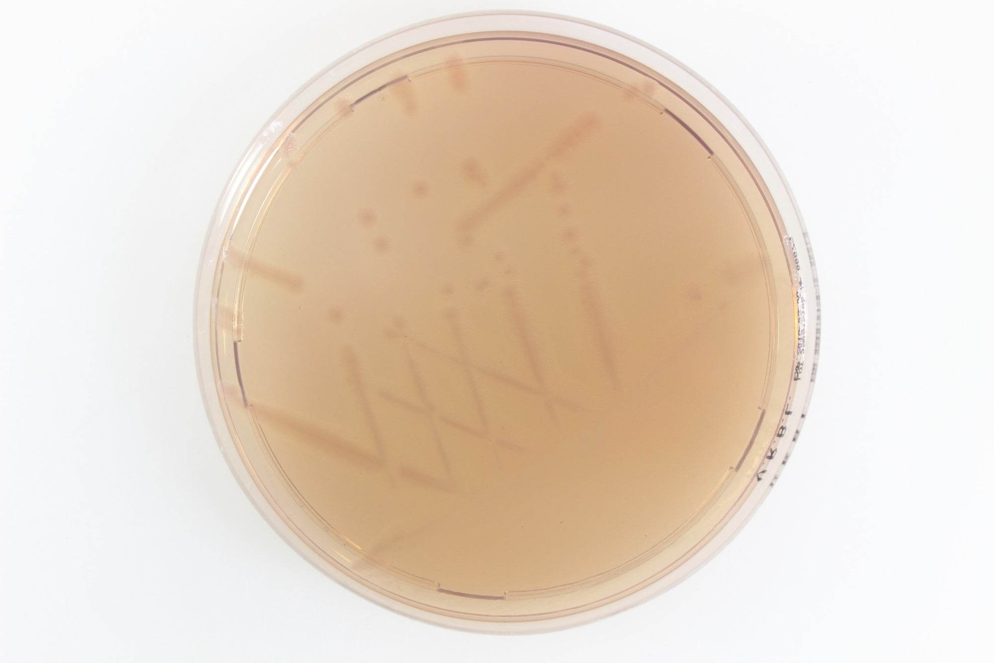 Violet Red Bile Lactose Agar - Kormay Biomedicals store