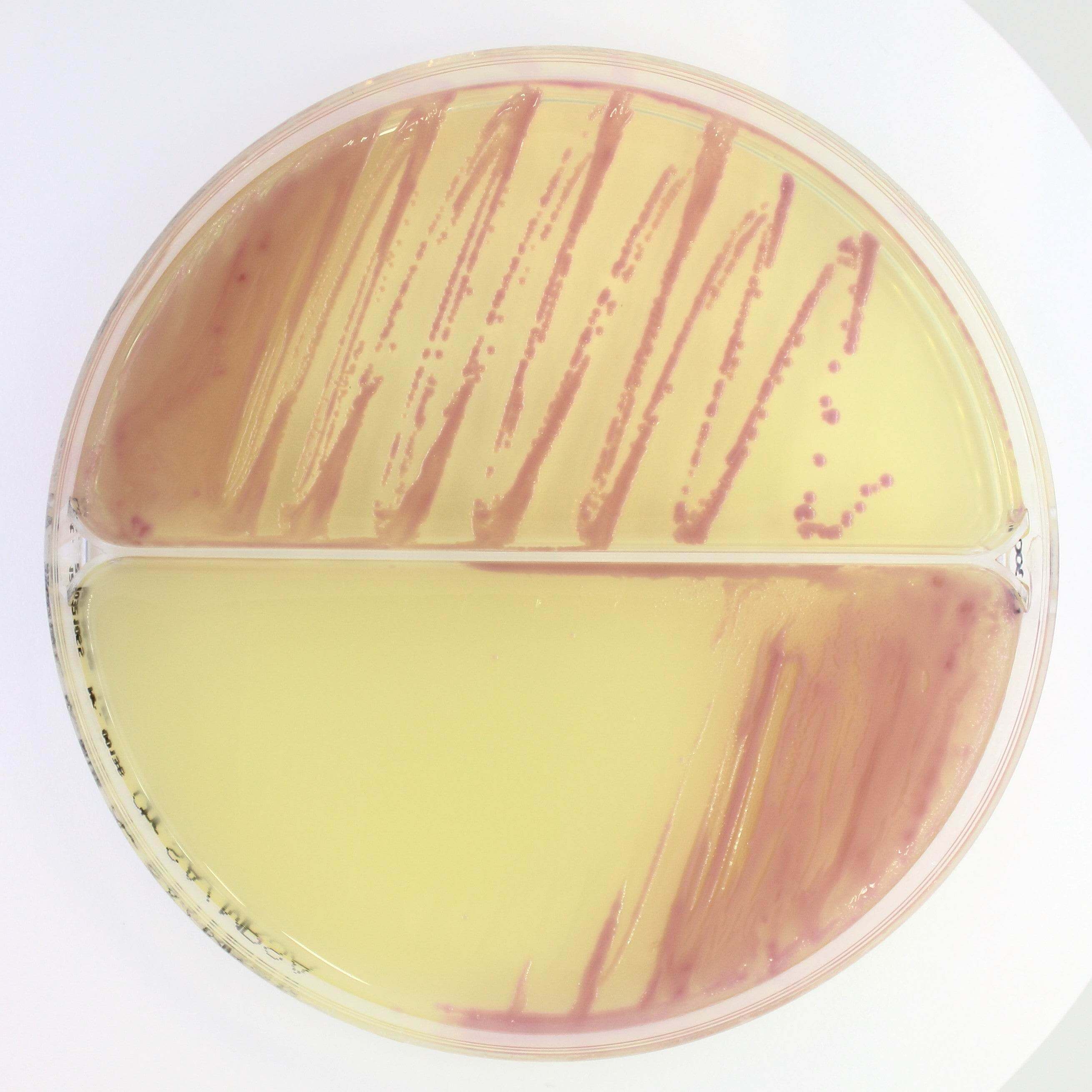 Chromatic STAPH AUREUS/ MRSA - Kormay Biomedicals store