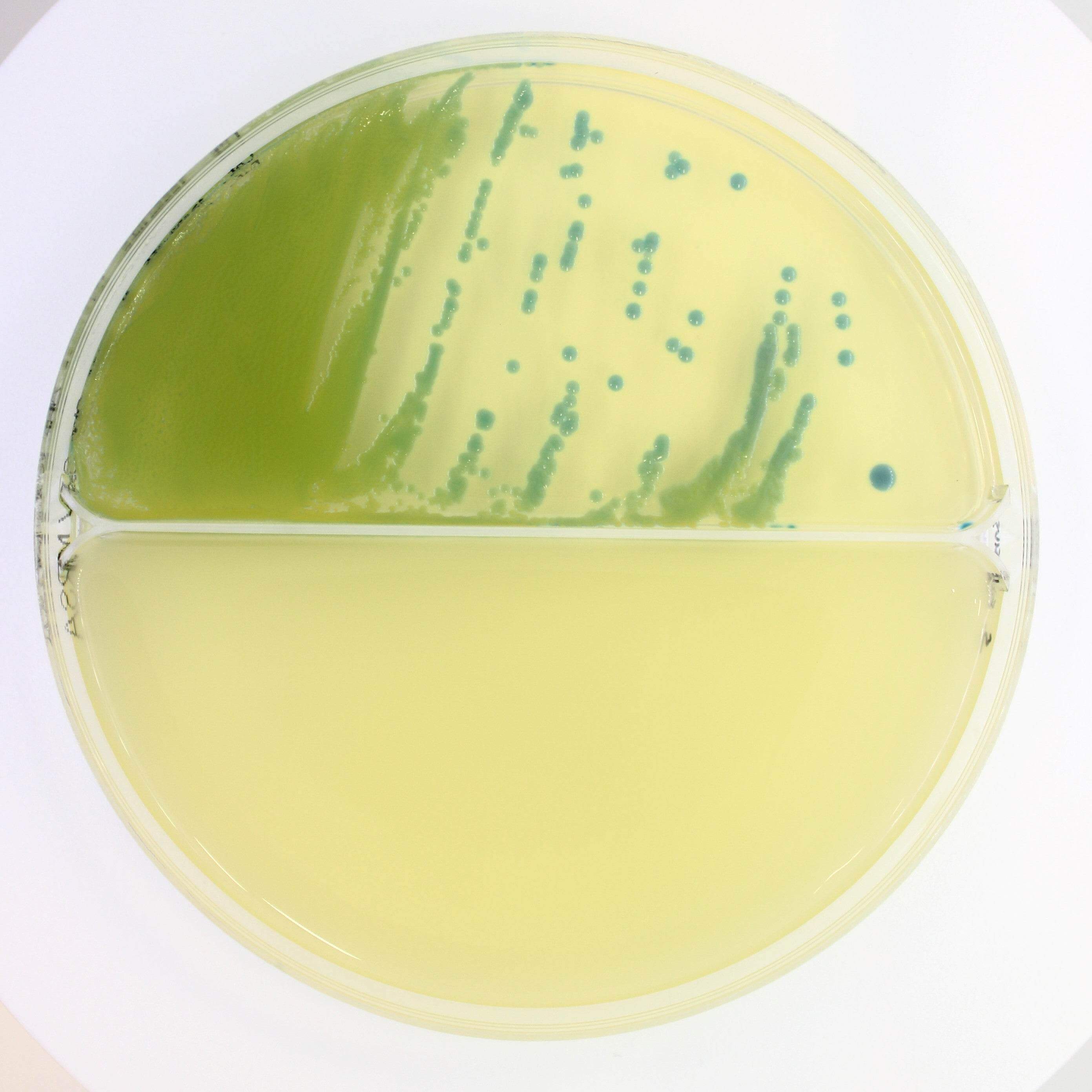 Chromatic STAPH AUREUS/ MRSA - Kormay Biomedicals store