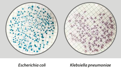 Easy Dry Chromatic Coli Coliform - Kormay Biomedicals store