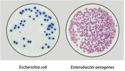 Easy Dry Chromatic Coliform ISO - Kormay Biomedicals store