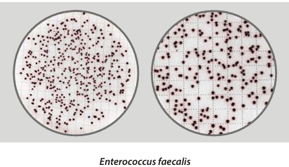 Easy Dry Bile Aesculin Azide - Kormay Biomedicals store