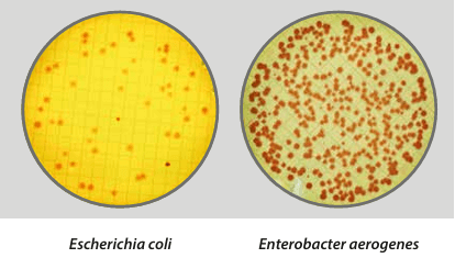 Easy Dry Tergitol + TTC - Kormay Biomedicals store