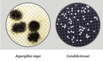 Easy Dry Sabouraud Dextrose - Kormay Biomedicals store