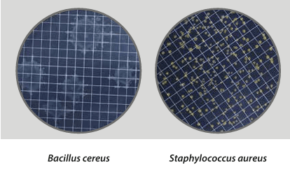 Easy Dry Tryptic Soy - Kormay Biomedicals store