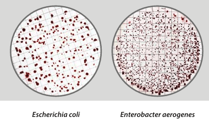 Easy Dry Plate Count + TTC - Kormay Biomedicals store