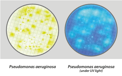Easy Dry Pseudomonas CN - Kormay Biomedicals store