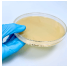 Tryptic Soy Agar + Neutralizing - For Microbiology Lab Testing