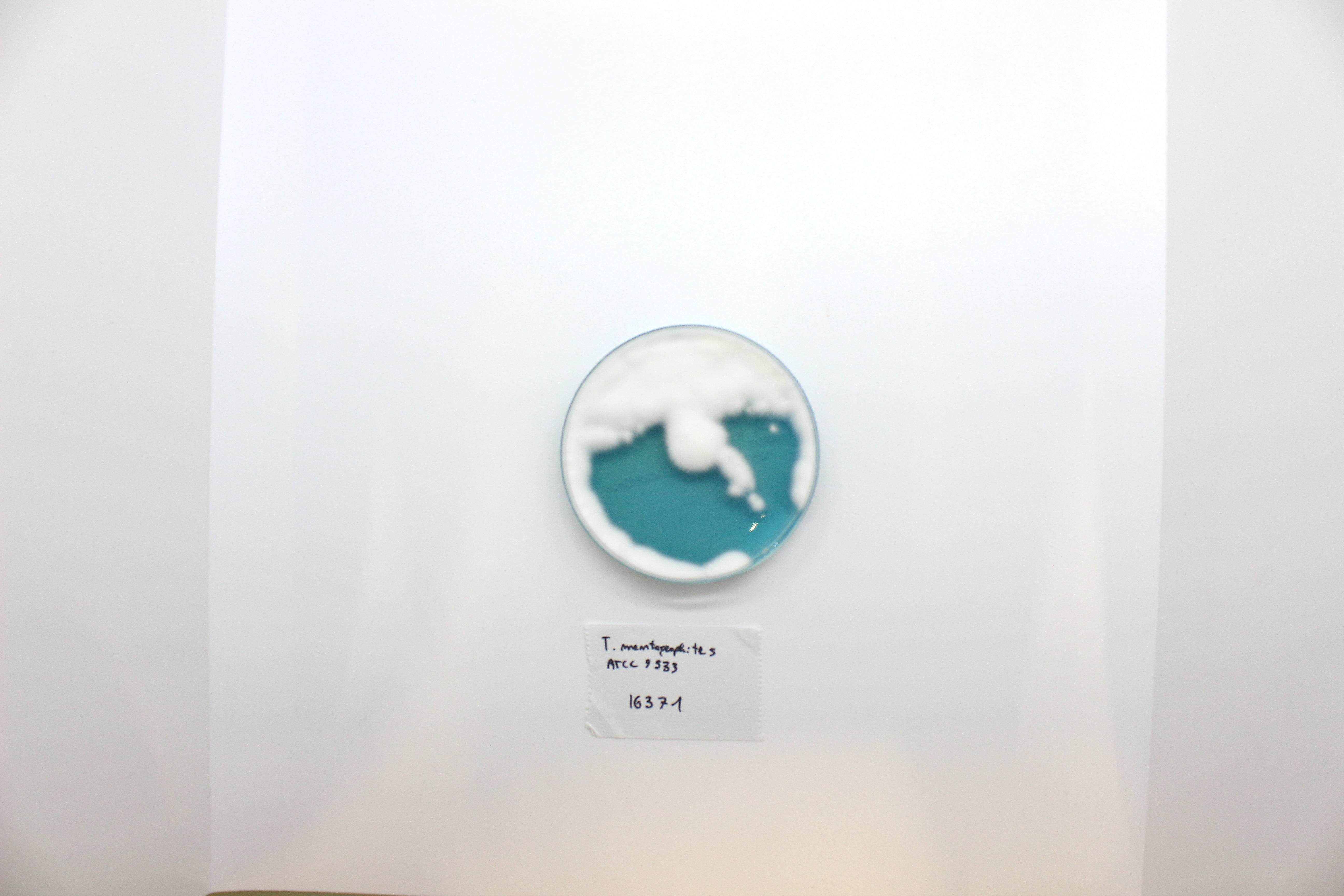 WL NUTRIENT Agar - Kormay Biomedicals store