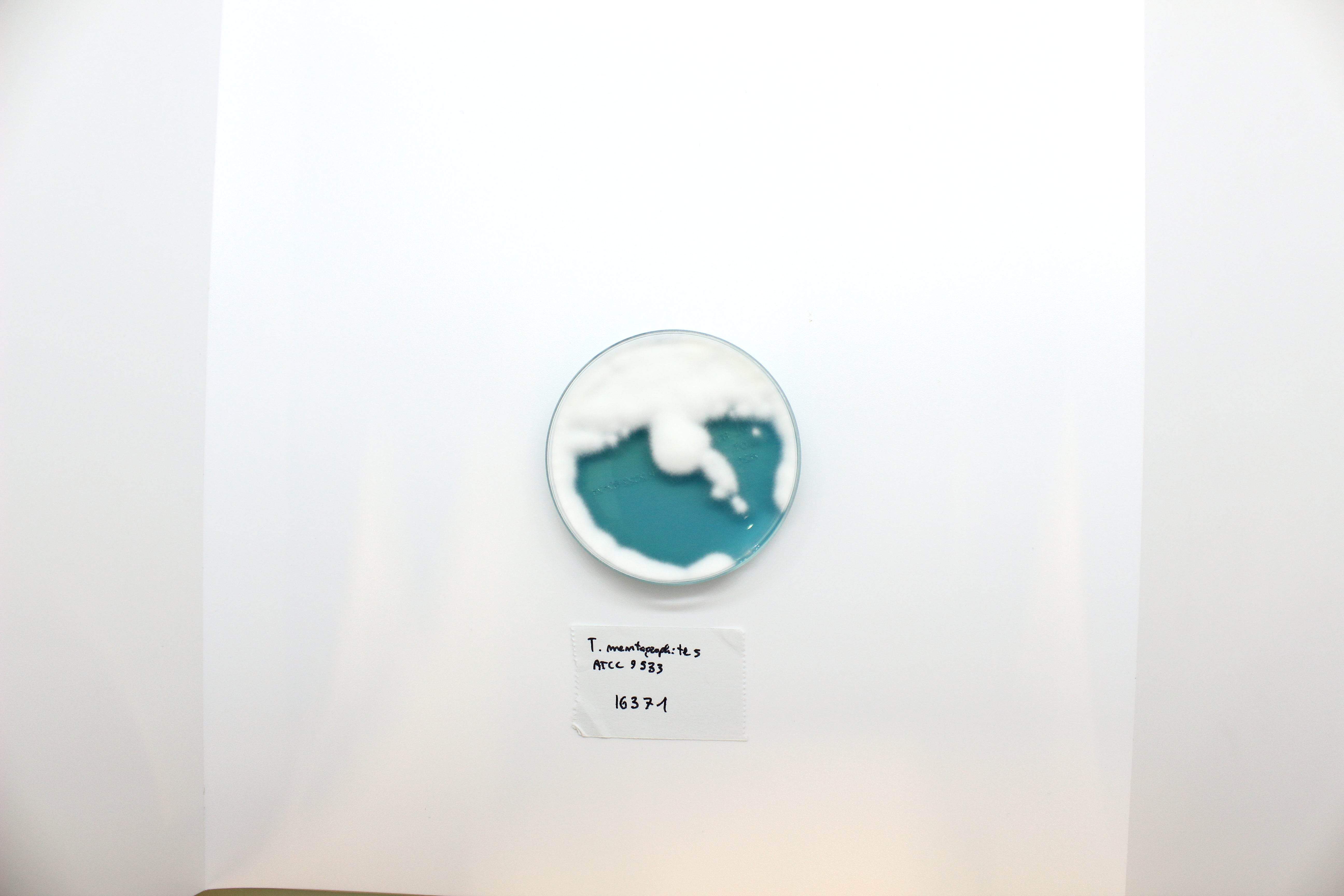 WL NUTRIENT Agar - Kormay Biomedicals store