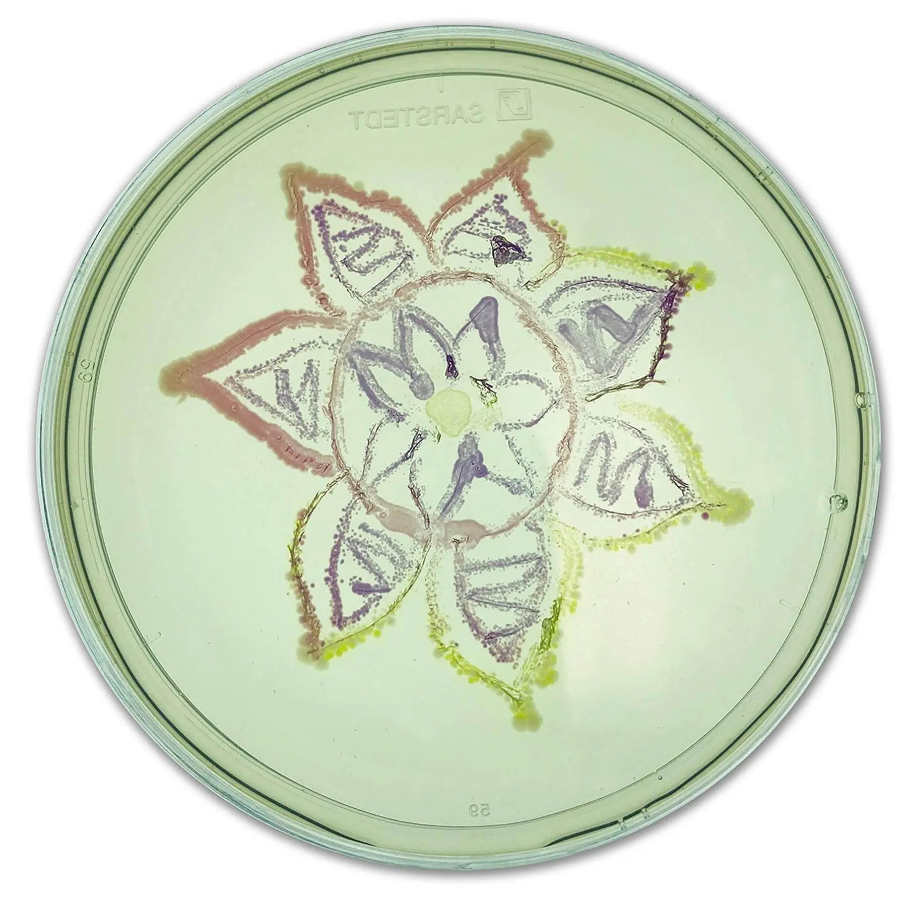 EDVOTEK Biotech Education UNIT Agar Art: Creating Masterpieces with Microbes