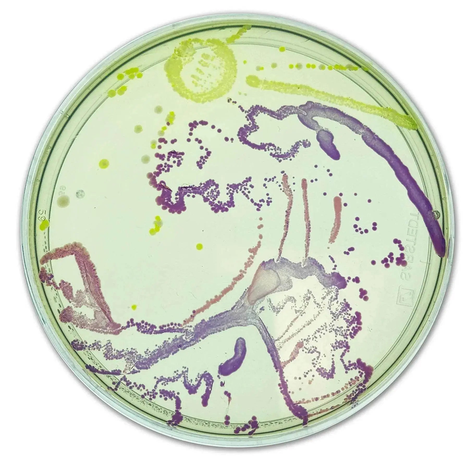 EDVOTEK Biotech Education UNIT Agar Art: Creating Masterpieces with Microbes