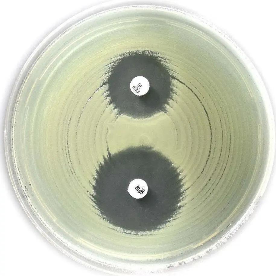 Liofilchem ESBL (Chromos. Induc. AmpC) disc kit (acc. to EUCAST) for confirmation of 99006