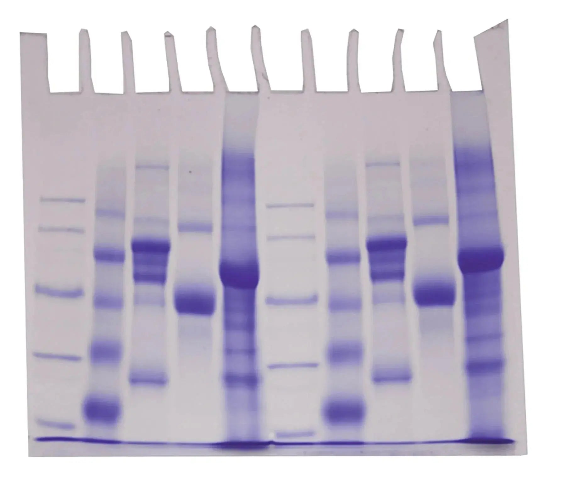 EDVOTEK Biotech Education UNIT Bulk Replenisher (12 Groups) - Expt. 150