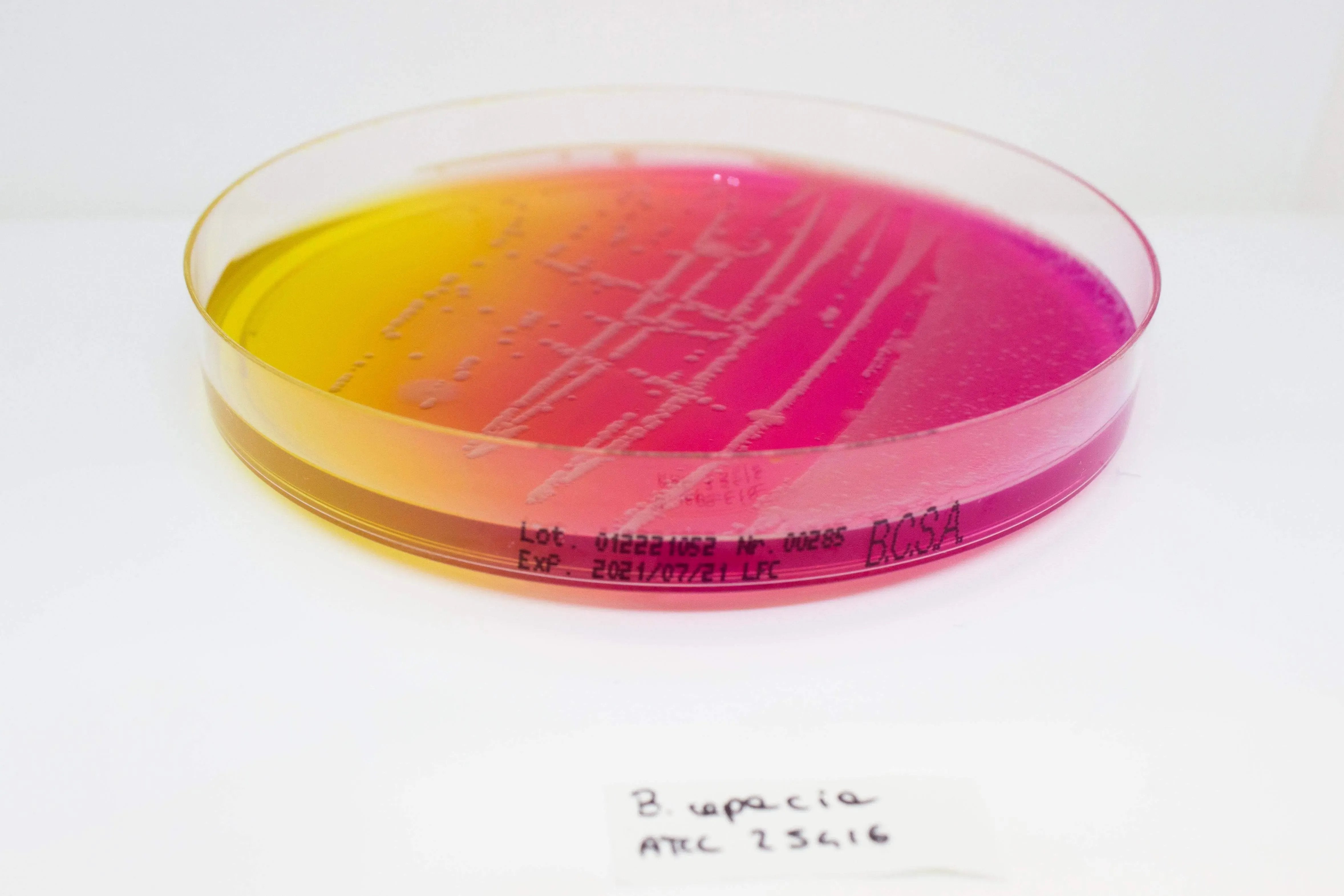 Liofilchem BURKHOLDERIA cepacia Selective Agar(BCSA) Culture Media 11506