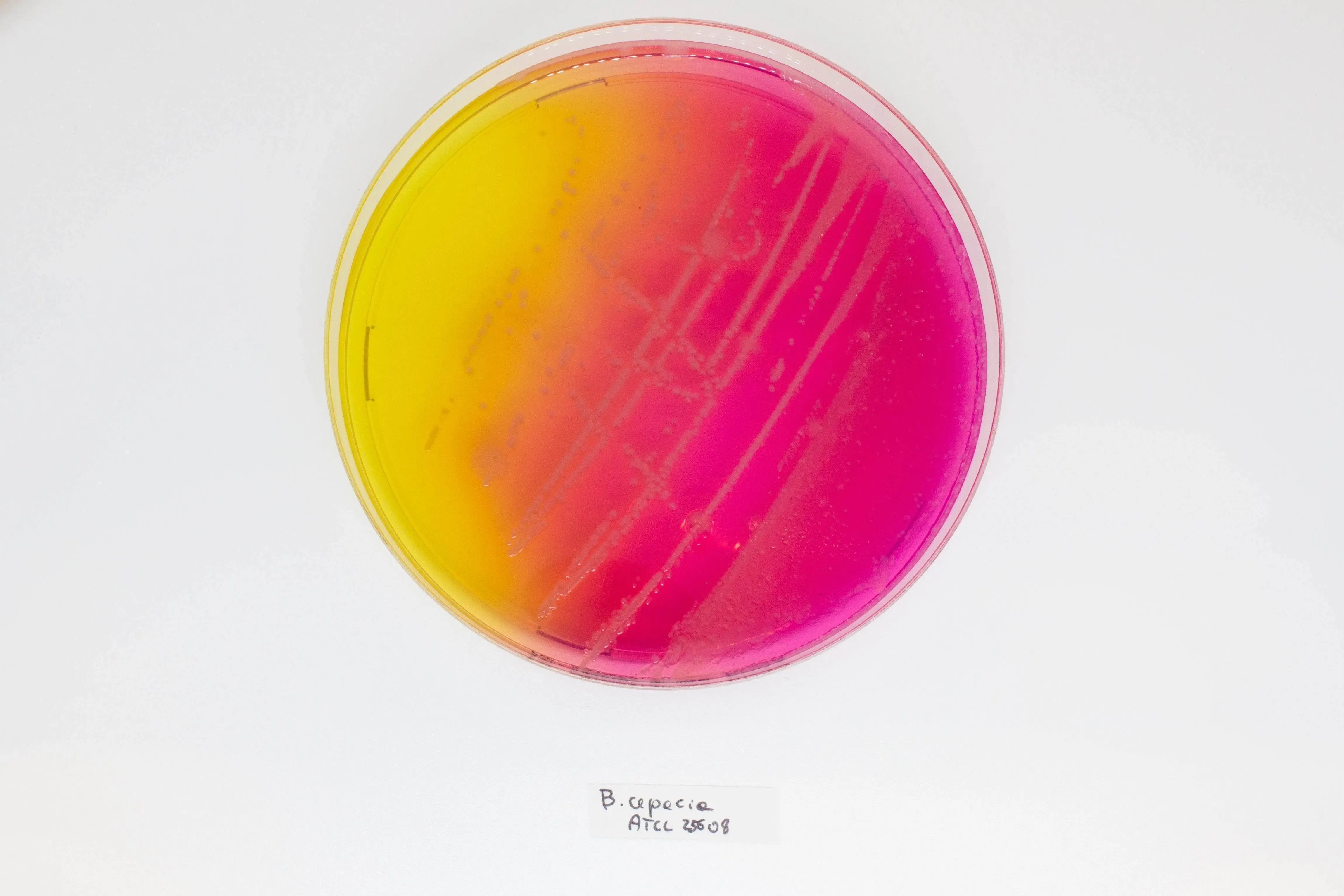 Liofilchem BURKHOLDERIA cepacia Selective Agar(BCSA) Culture Media 11506