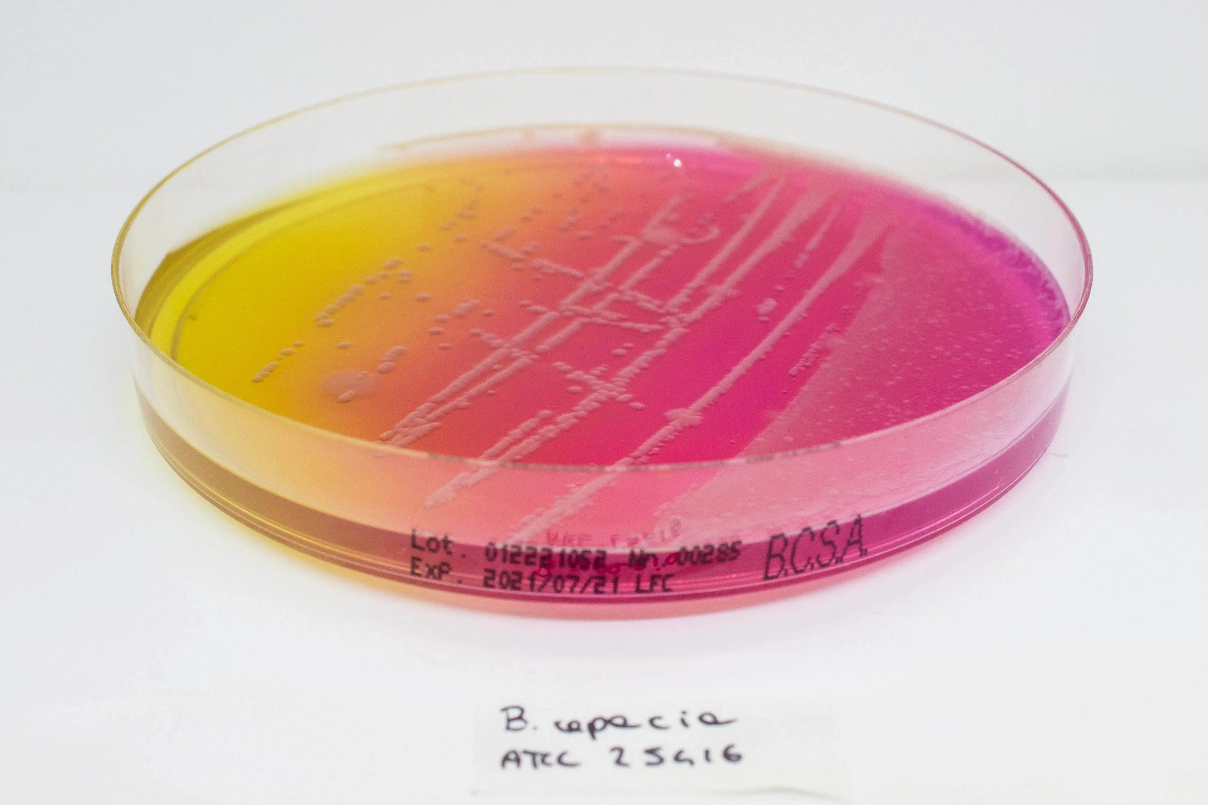 Liofilchem BURKHOLDERIA cepacia Selective Agar(BCSA) Culture Media 11506