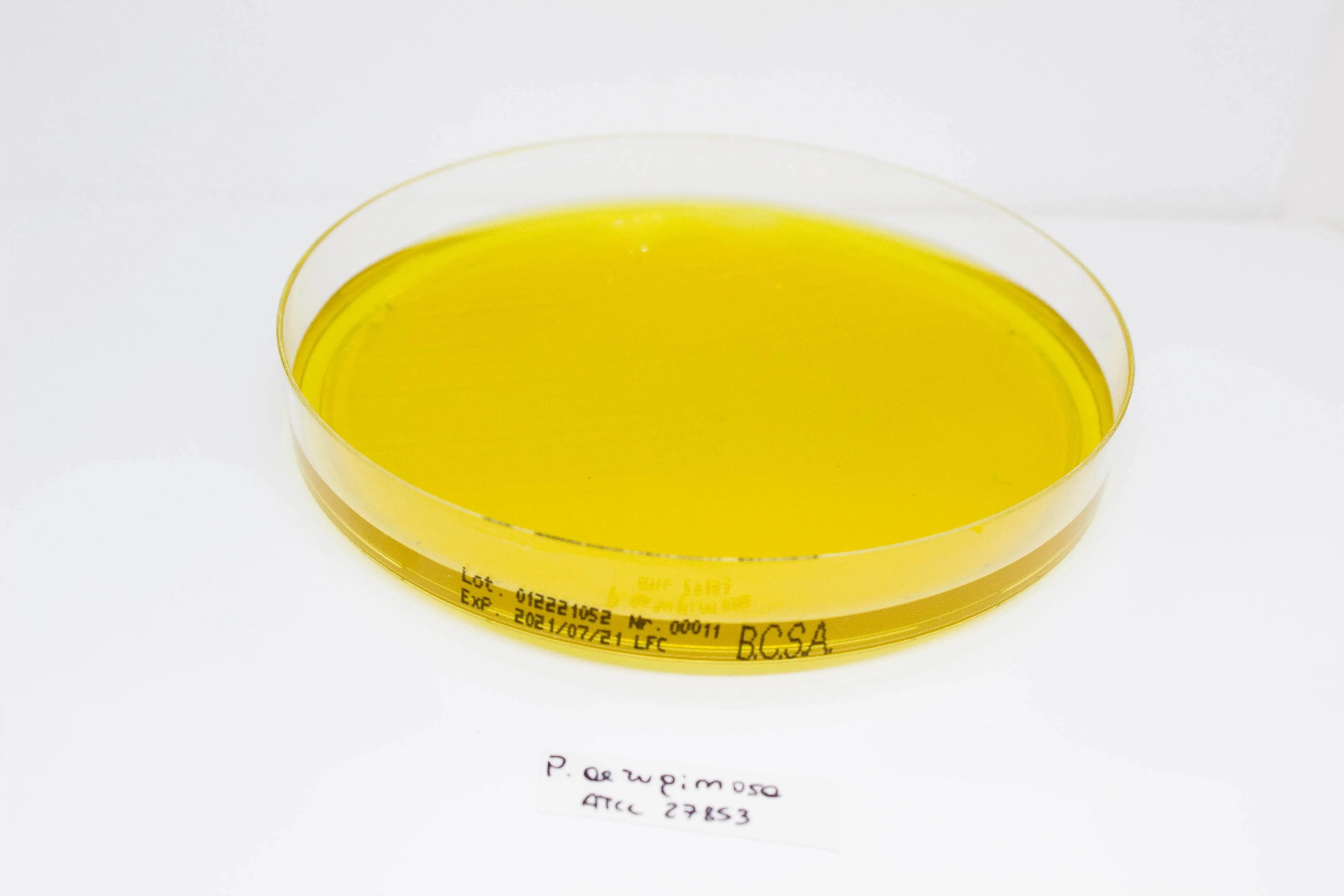 Liofilchem BURKHOLDERIA cepacia Selective Agar(BCSA) Culture Media 11506