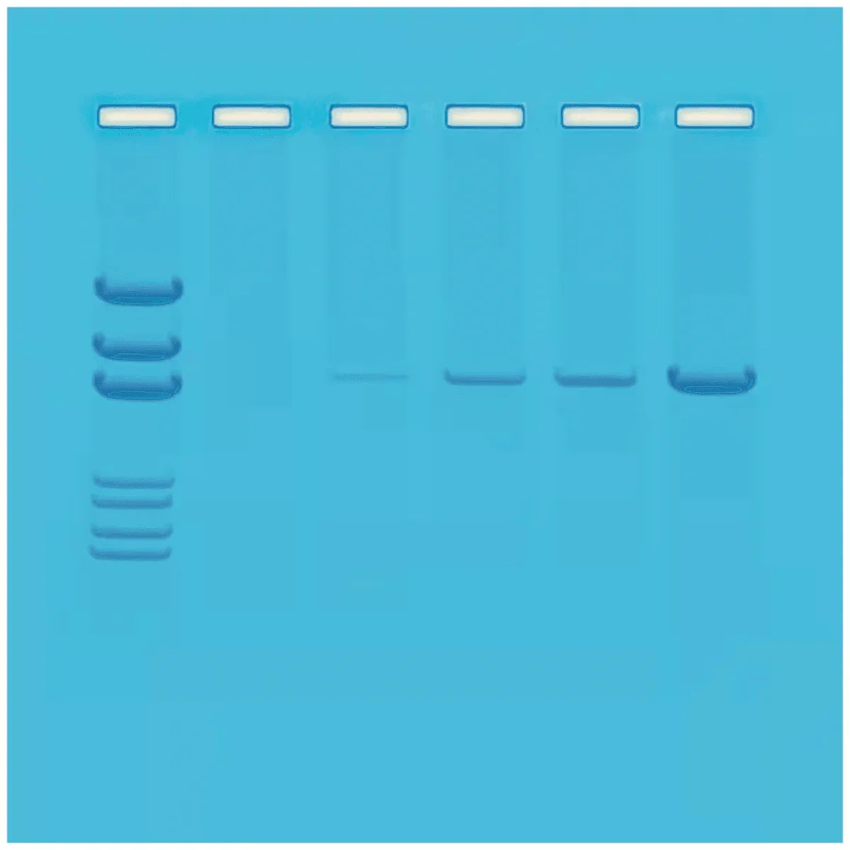 Principles of PCR - Kormay Biomedicals store
