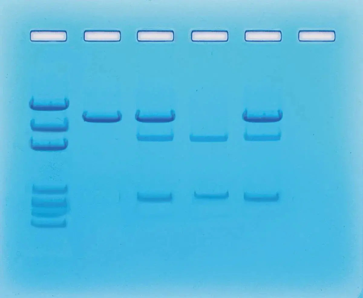EDVOTEK Biotech Education UNIT Cancer Gene Detection