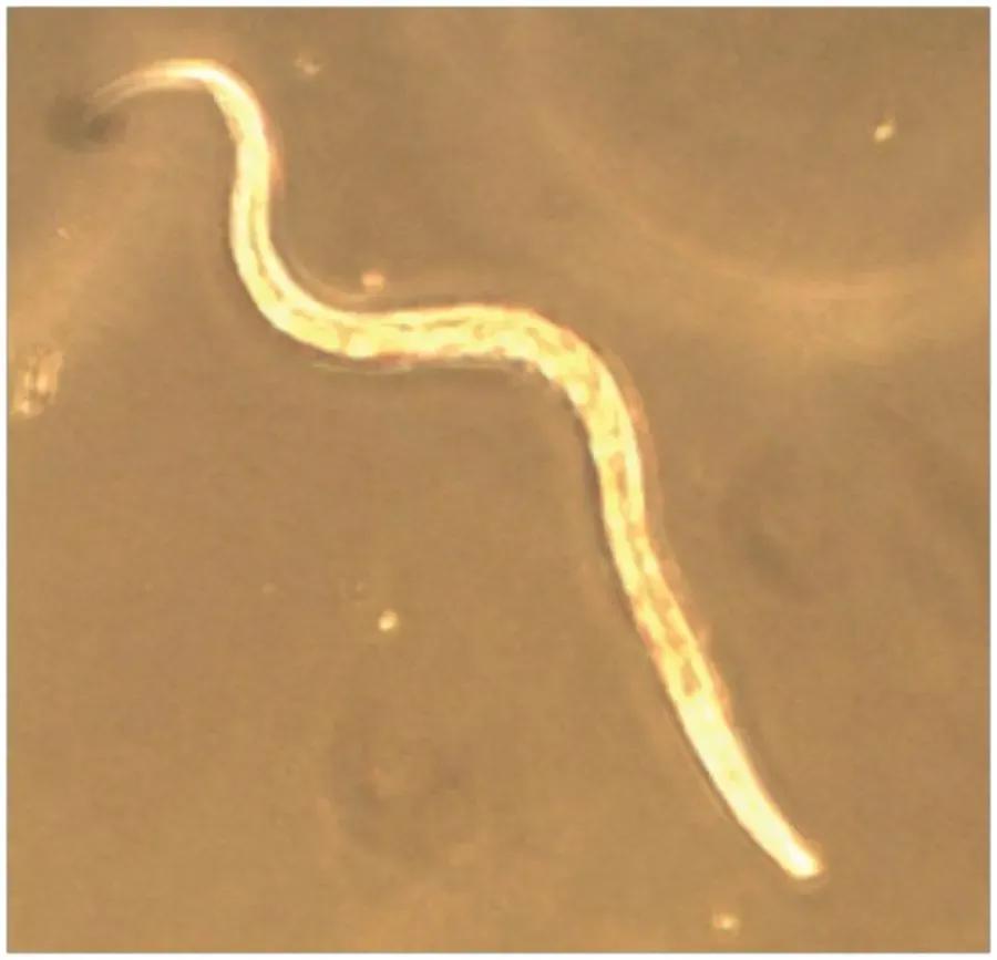 EDVOTEK Biotech Education UNIT Chemotaxis: The Science of Attraction