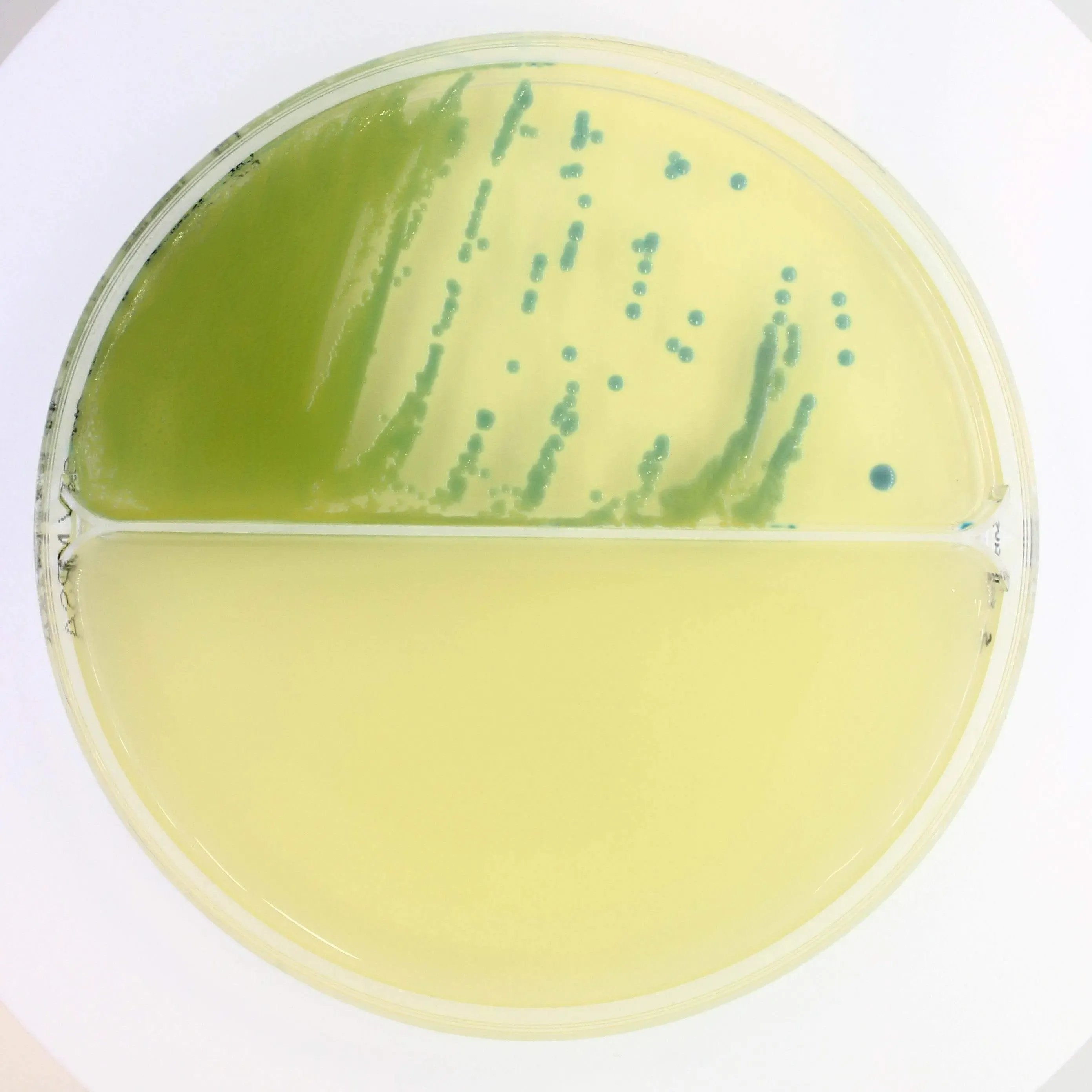 Liofilchem Microbiology 90 mm plates with 2 sectors 20/pack Chromatic STAPH AUREUS/ MRSA - For Microbiology Lab Testing