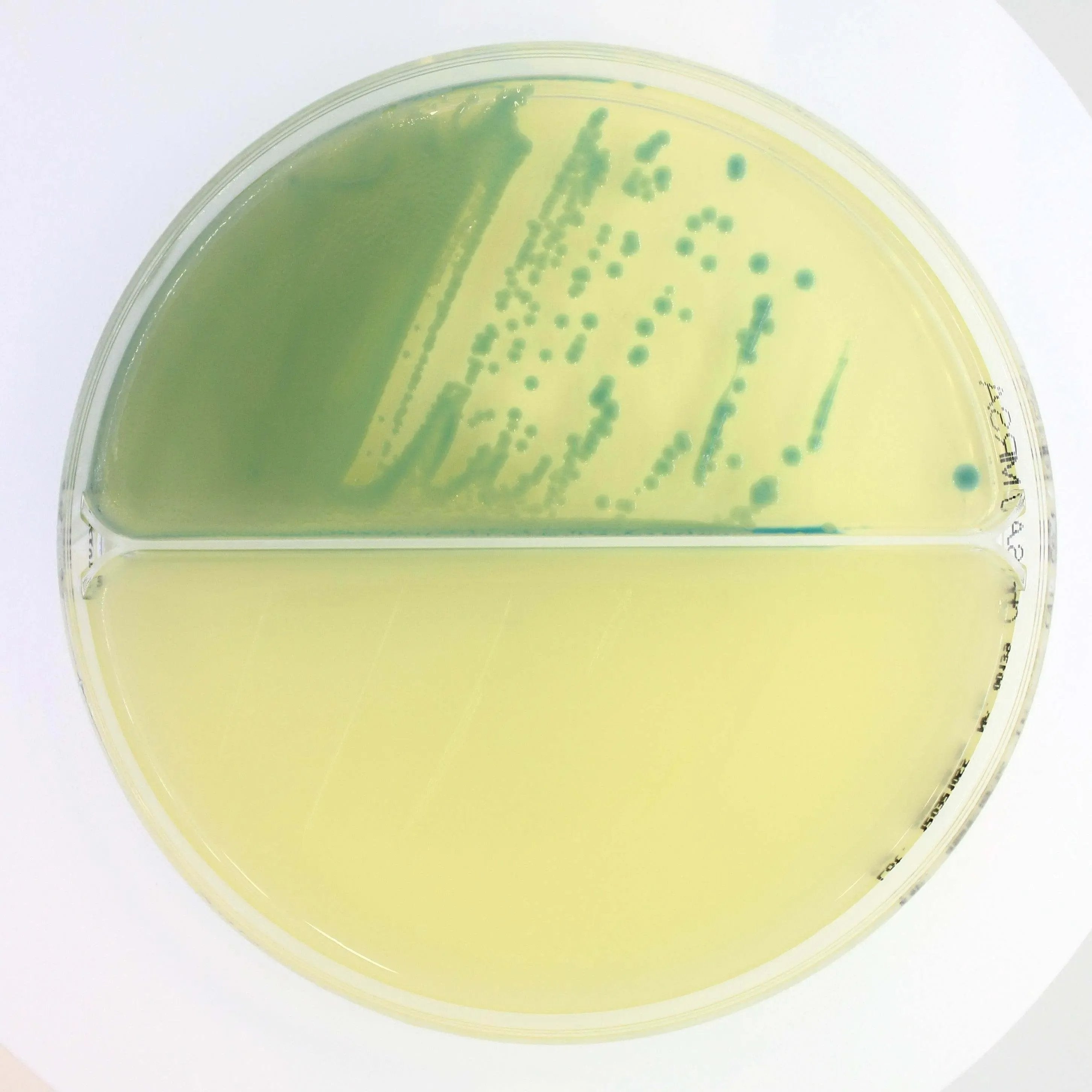 Liofilchem Microbiology 90 mm plates with 2 sectors 20/pack Chromatic STAPH AUREUS/ MRSA - For Microbiology Lab Testing